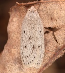 Pseuderotis