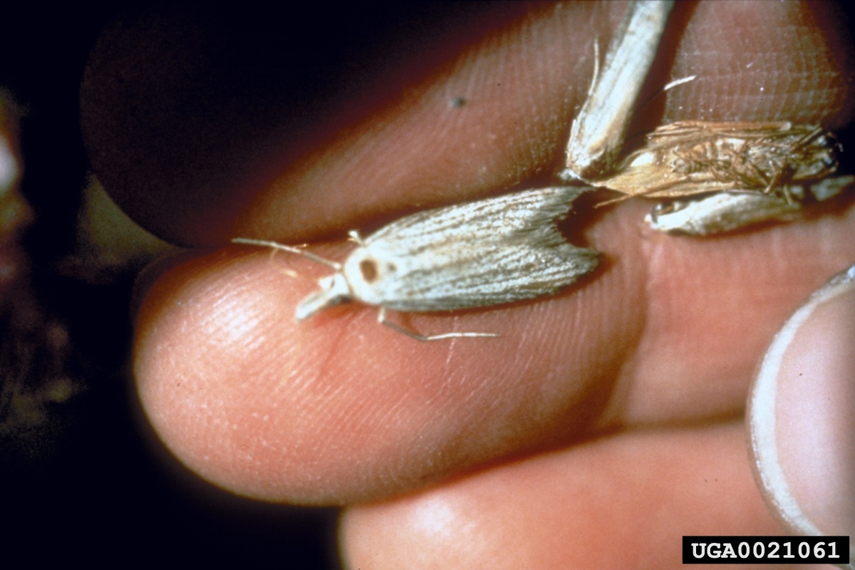 Pterolonchidae (Семейство)