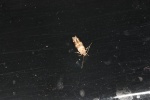 Pyroderces