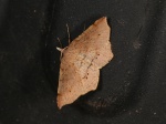 Rhinodia