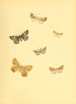 Biclavigera