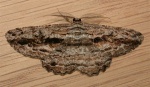 Scioglyptis