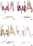 Scrobipalpa