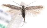 Scrobipalpula