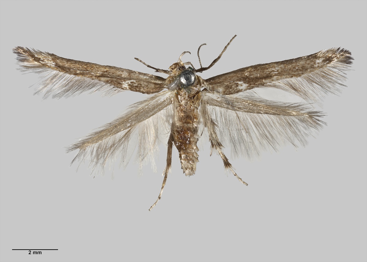 Stathmopodidae (Семейство)