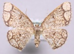 Stegania