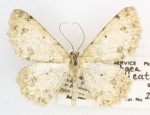 Stergamataea
