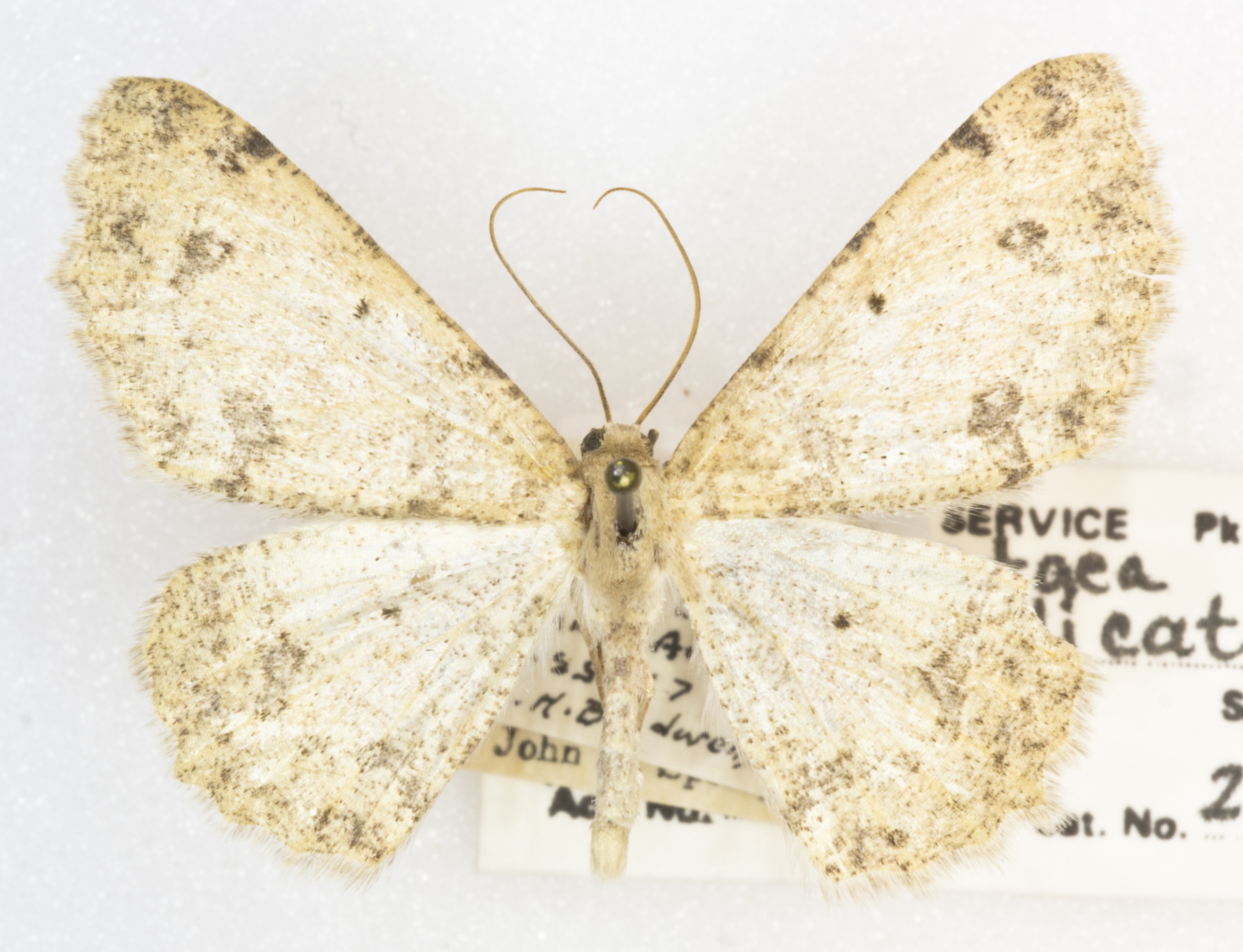 Stergamataea