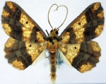 Synegia
