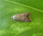 Tachystola