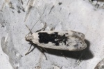 Thiotricha