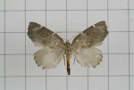 Seleniopsis