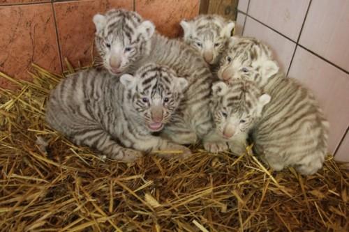 tigres-jaunikliai-zavi-savo-mielumu-68155232