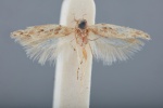 Подсемейство: Antequerinae

	Alloclita