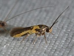 Euclemensia