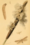 Limnaecia