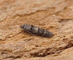Sorhagenia