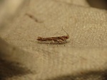 Anatrachyntis