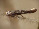 Coccidiphila