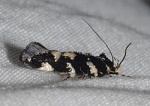 Stagmatophora