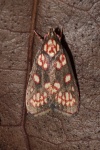 Himmacia