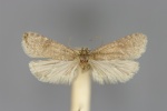 Levipalpus