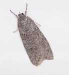 Semioscopis