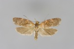 Anchinia