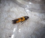 Chrysoclista