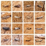 Dystebenna