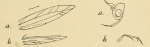 Tetanocentria