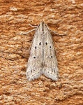 Brachmia