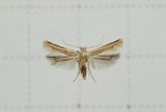 Mesophleps