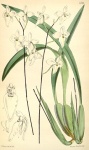 Palumbina