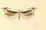 Pseudosophronia