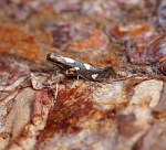 Stomopteryx