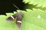 Syncopacma