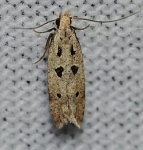 Deltophora