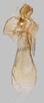 Eulamprotes