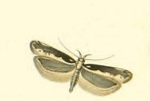 Gladiovalva