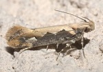 Ornativalva