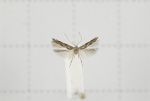 Polyhymno