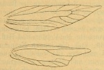 Coloptilia