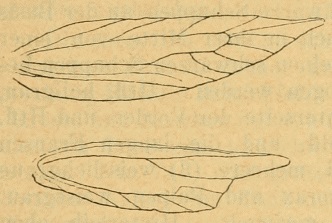 Coloptilia (Род)