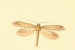 Epidola