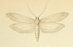 Oecocecis