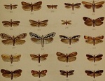 Nothris