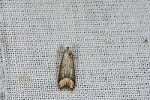 Aulidiotis