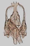 Psoricoptera