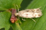 Caryocolum